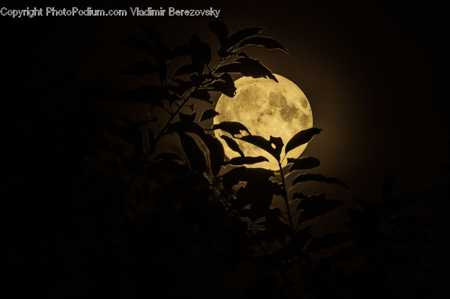 Silhouette, Astronomy, Full Moon, Night, Plant, Weed, Oak