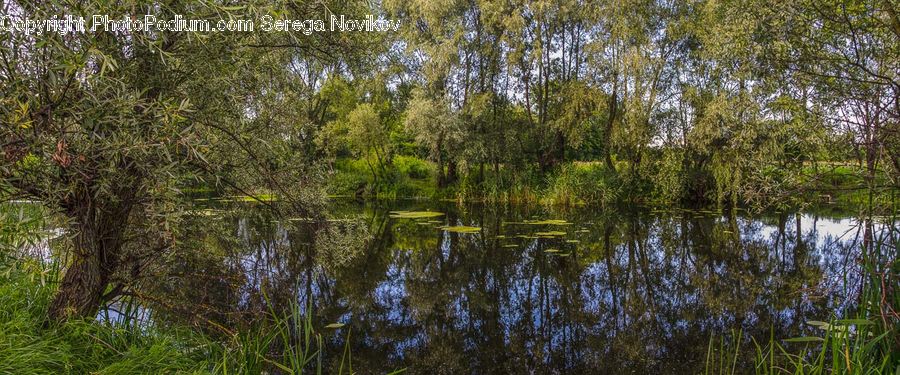 Outdoors, Pond, Water, Field, Grass, Grassland, Plant