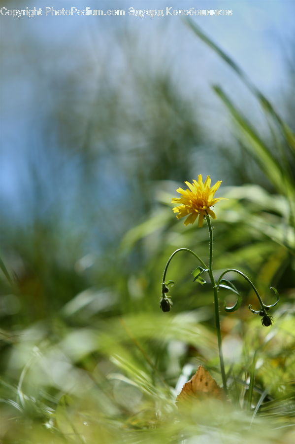 Asteraceae, Blossom, Flora, Flower, Plant, Dandelion, Daisies