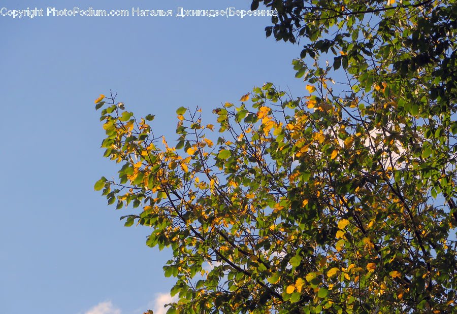 Bush, Plant, Vegetation, Blossom, Flora, Flower, Birch