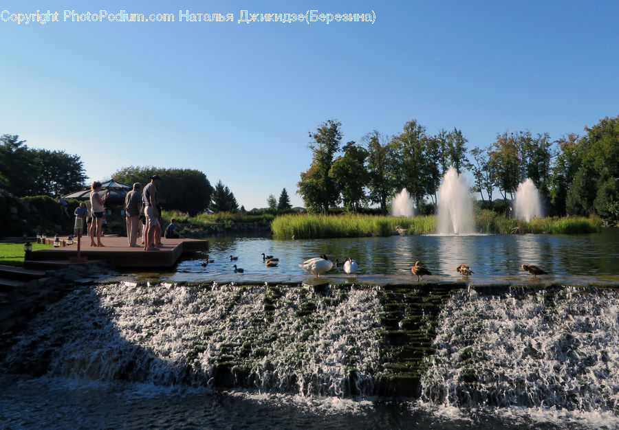 Fountain, Water, Creek, Outdoors, River, Conifer, Fir