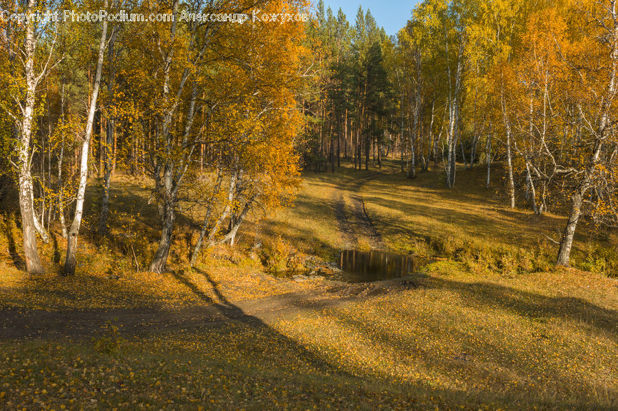 Dirt Road, Gravel, Road, Birch, Tree, Wood, Forest