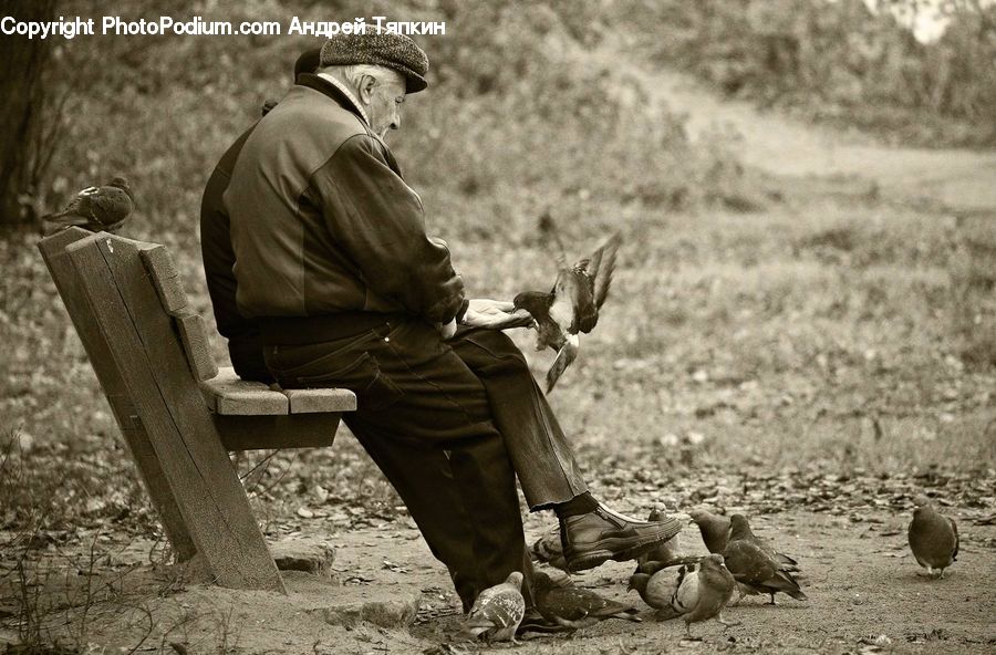 Human, People, Person, Bench, Bird, Pigeon, Outdoors