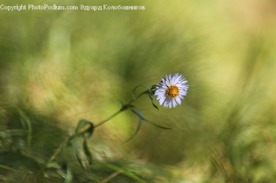 Daisies, Daisy, Flower, Plant, Weed, Blossom, Flora