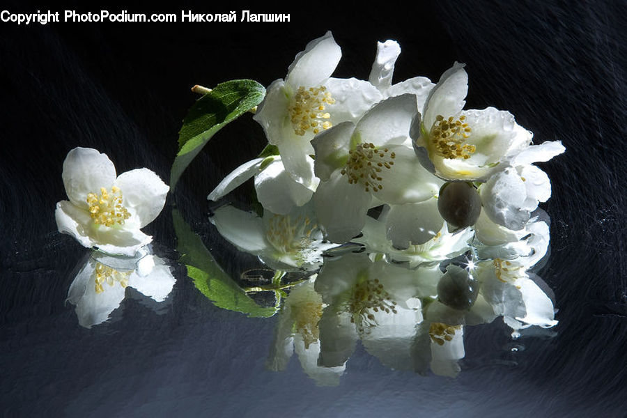 Blossom, Flora, Flower, Plant, Flower Arrangement, Flower Bouquet, Floral Design
