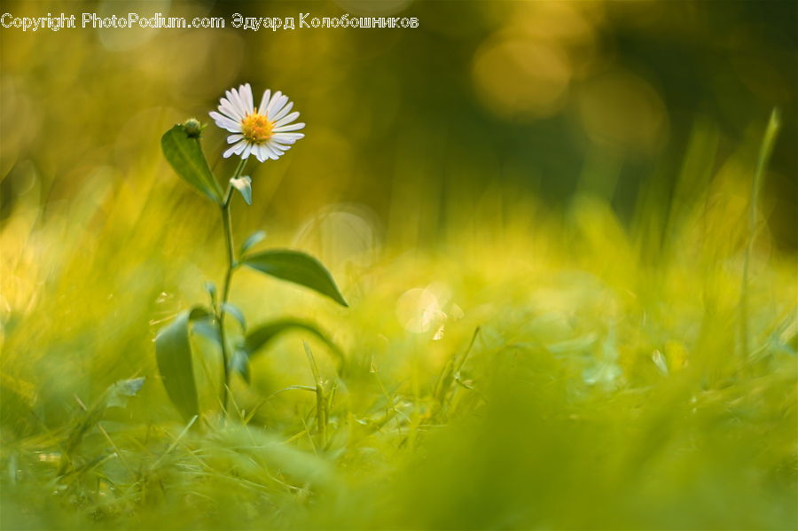 Daisies, Daisy, Flower, Plant, Field, Grass, Grassland