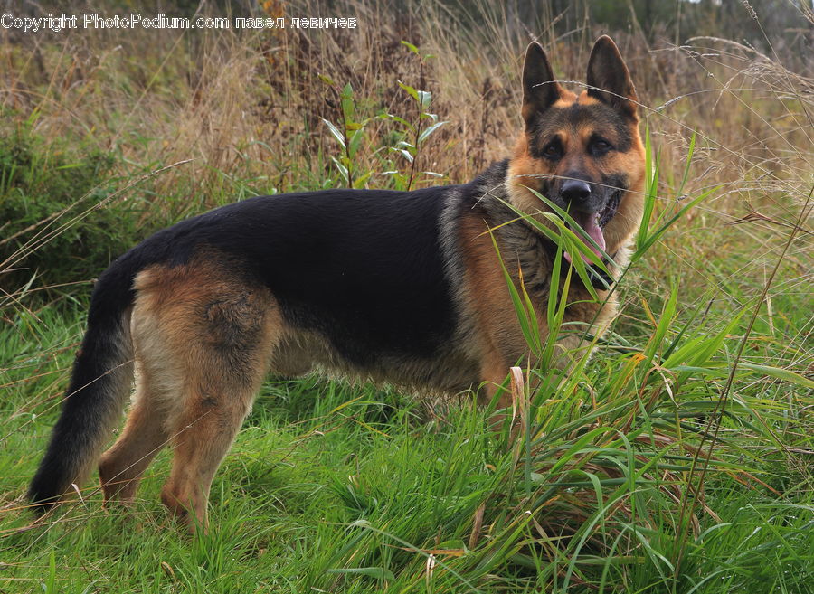 Animal, Canine, Dog, German Shepherd, Mammal, Pet, Terrier