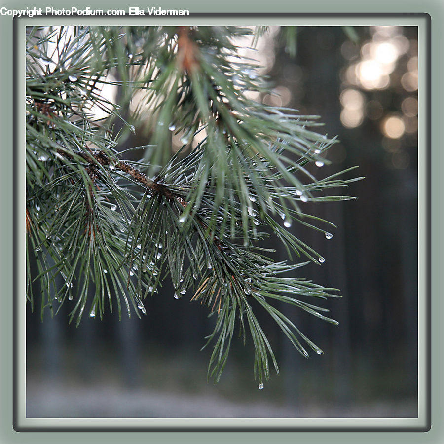 Conifer, Fir, Plant, Tree, Lighting, Pine, Spruce