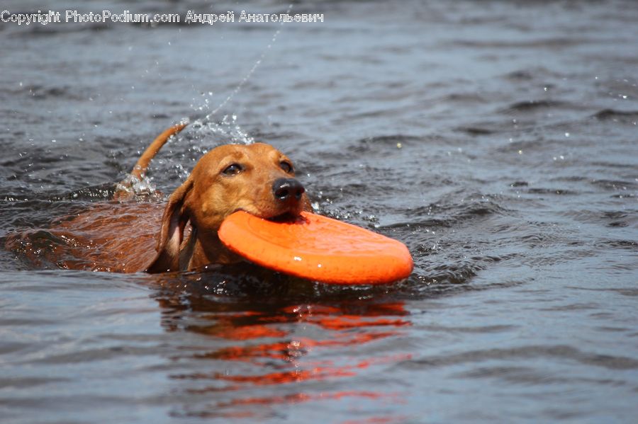 Animal, Canine, Dog, Golden Retriever, Mammal, Pet