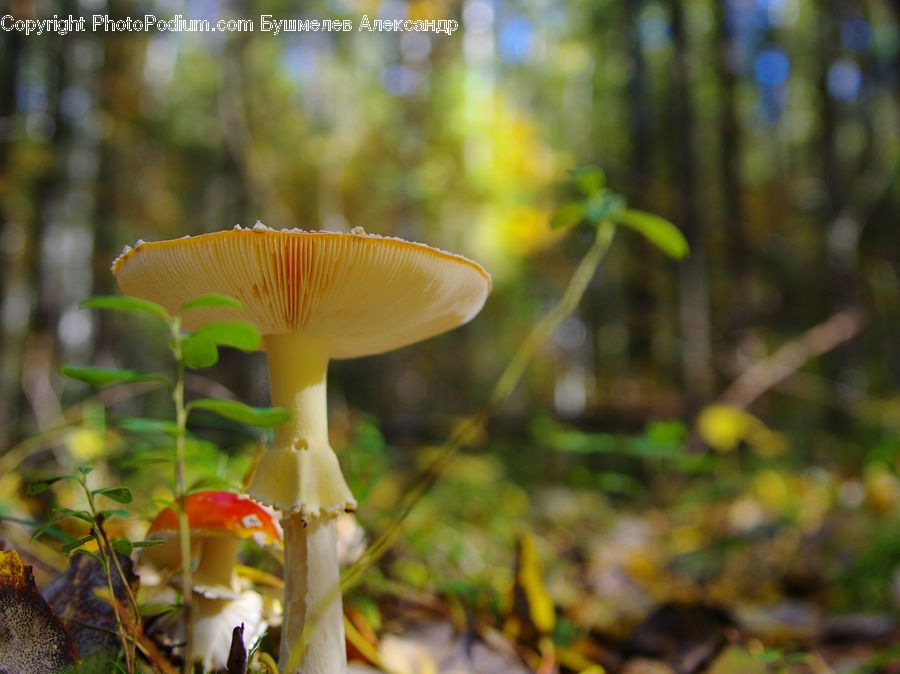 Agaric, Amanita, Fungus, Mushroom, Plant, Vine, Moss