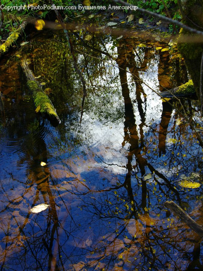 Forest, Jungle, Outdoors, Ripple, Water, Pond, Creek