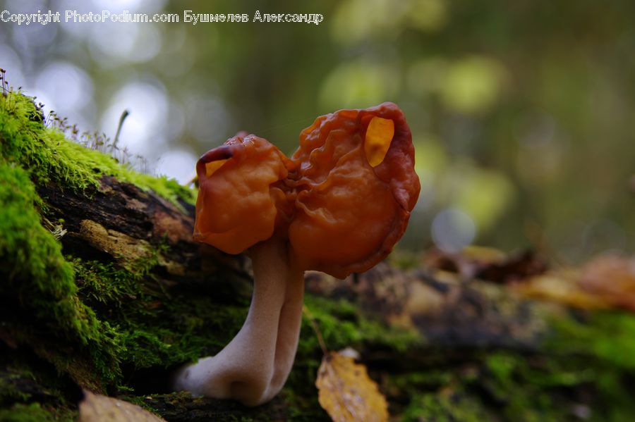 Agaric, Amanita, Fungus, Mushroom, Plant, Moss, Blossom