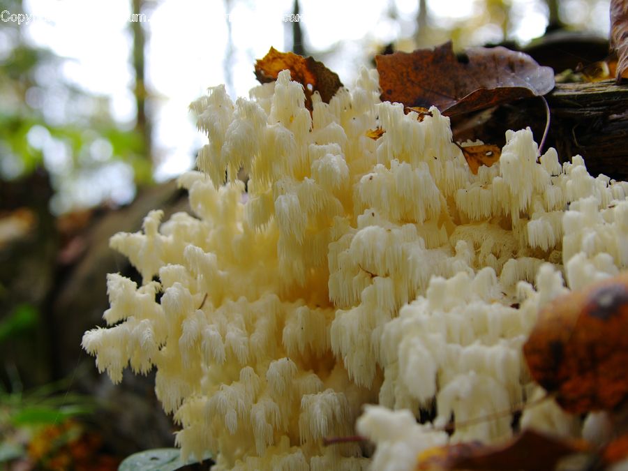 Agaric, Amanita, Fungus, Mushroom, Plant, Blossom, Flora