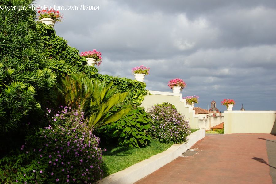 Building, Housing, Villa, Bush, Plant, Vegetation, Blossom