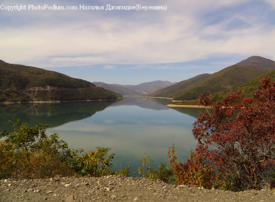 Bush, Plant, Vegetation, Promontory, Lake, Outdoors, Water