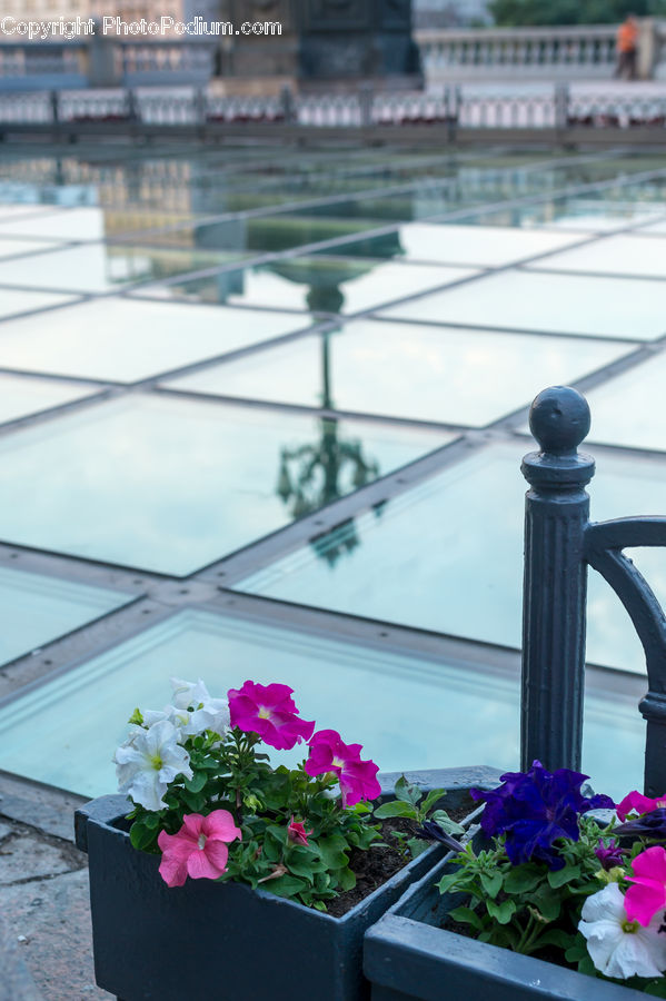 Plant, Potted Plant, Blossom, Flora, Flower, Geranium, Hibiscus