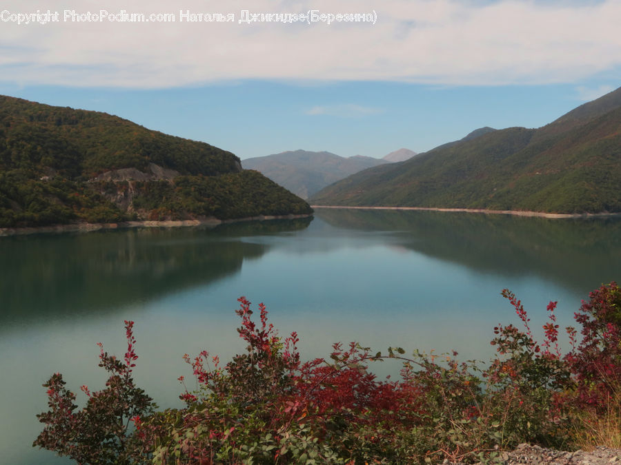 Lake, Outdoors, Water, Bush, Plant, Vegetation, Blossom
