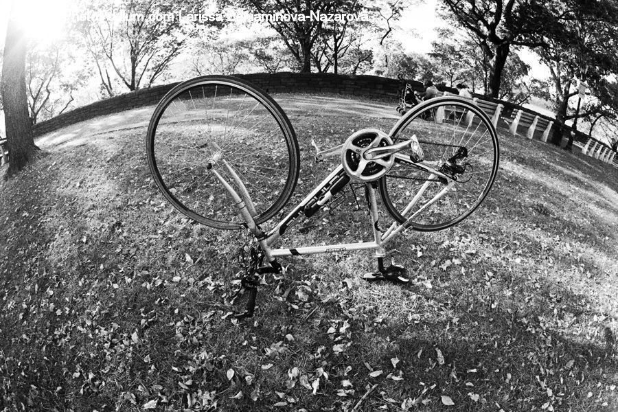 Bicycle, Bike, Vehicle, Park, Plant, Tree, Path