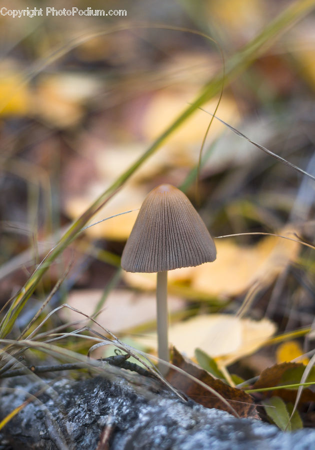 Agaric, Amanita, Fungus, Mushroom, Plant, Field, Grass