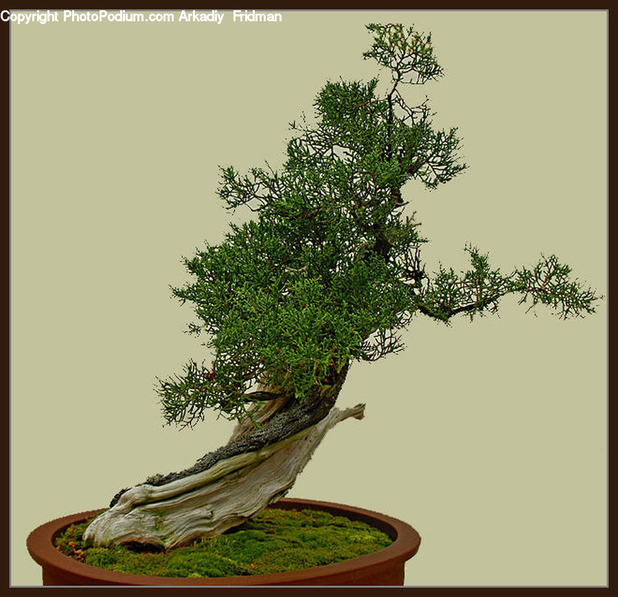 Bonsai, Plant, Potted Plant, Tree, Conifer, Wood, Yew
