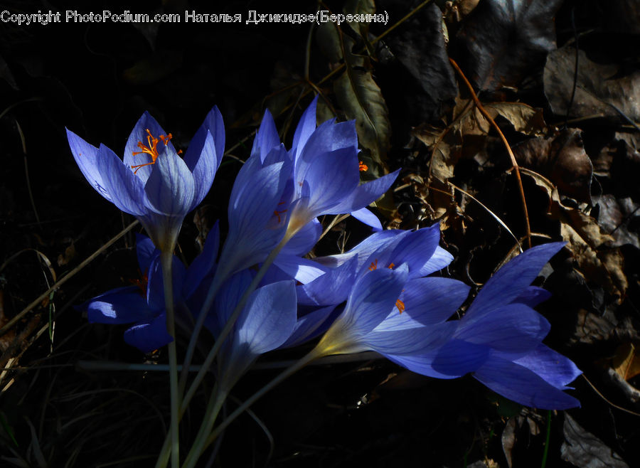 Blossom, Crocus, Flora, Flower, Plant, Rock, Ivy