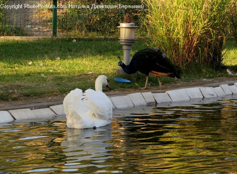 Bird, Waterfowl, Swan, Black Swan, Goose, Duck, Teal