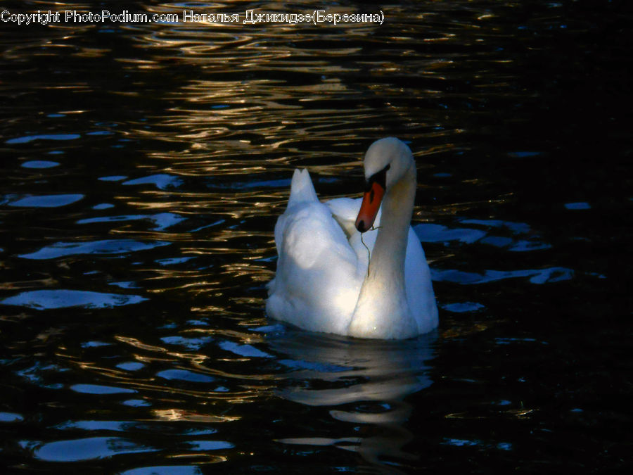 Bird, Swan, Waterfowl, Beak, Animal, Beluga Whale, Dolphin