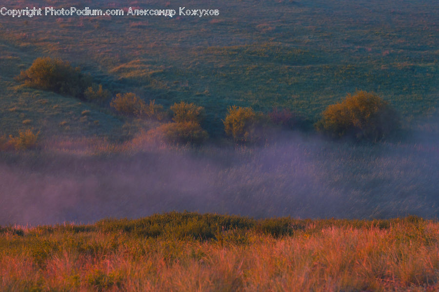 Field, Grass, Grassland, Land, Outdoors, Plant, Dawn