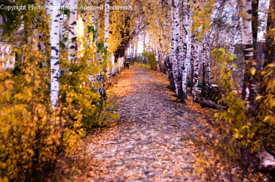 Birch, Tree, Wood, Path, Road, Walkway, Forest