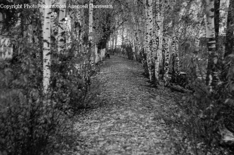 Path, Road, Walkway, Birch, Tree, Wood, Trail