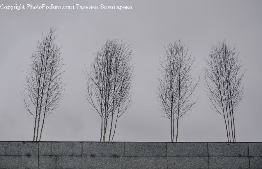 Fence, Wall, Plant, Tree, Field, Grass, Grassland