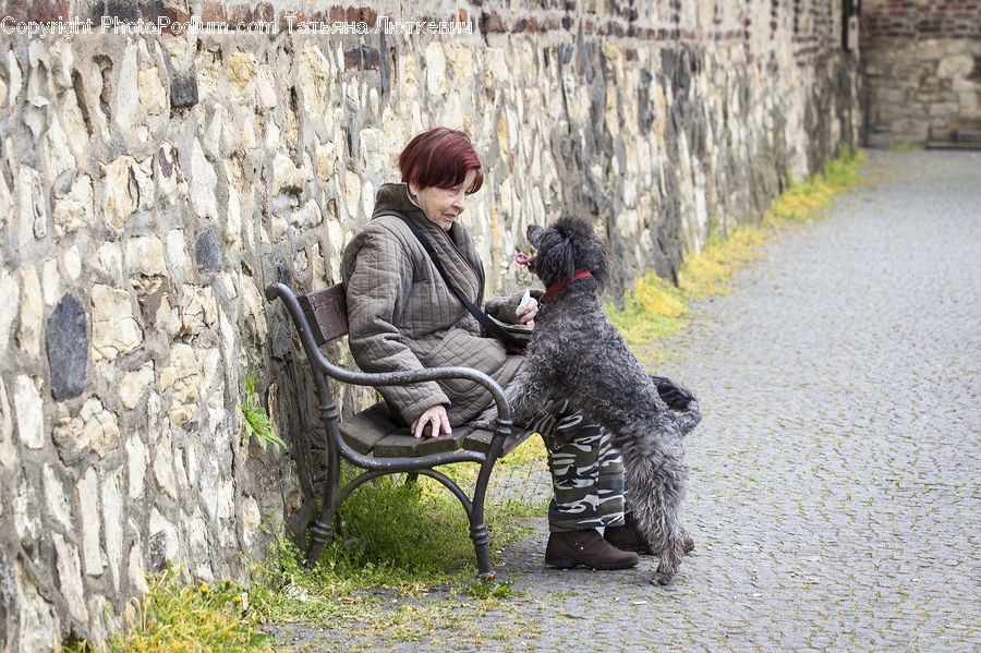 People, Person, Bench, Human, Animal, Canine, Dog