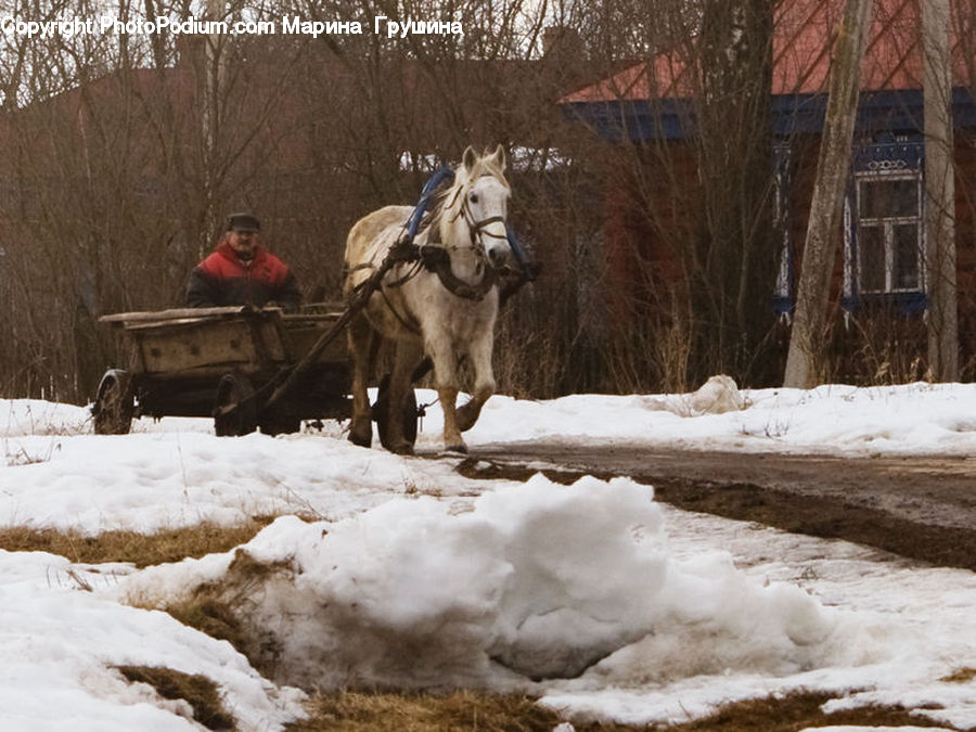 People, Person, Human, Sitting, Hat, Animal, Horse