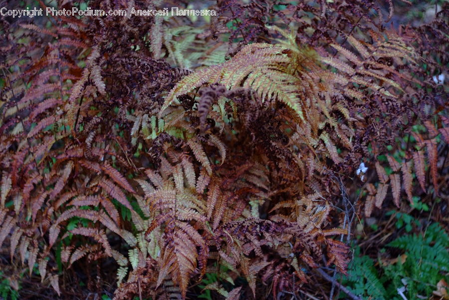 Fern, Plant, Coral Reef, Outdoors, Reef, Sea, Sea Life