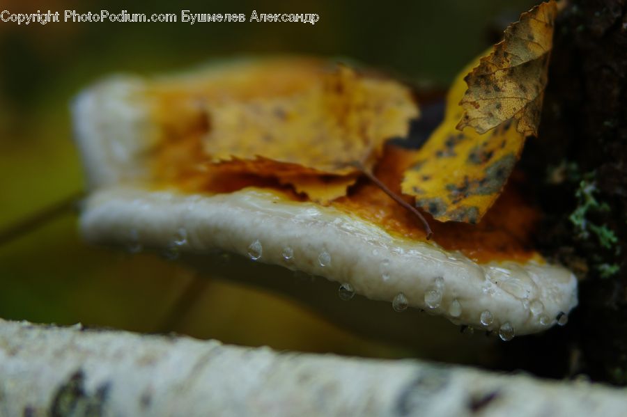 Agaric, Amanita, Fungus, Mushroom, Plant, Food, Moss