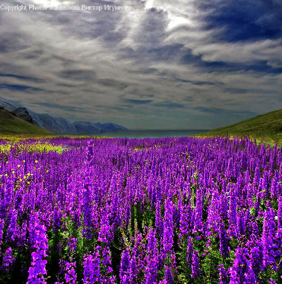 Field, Blossom, Crocus, Flora, Flower, Plant, Lupin