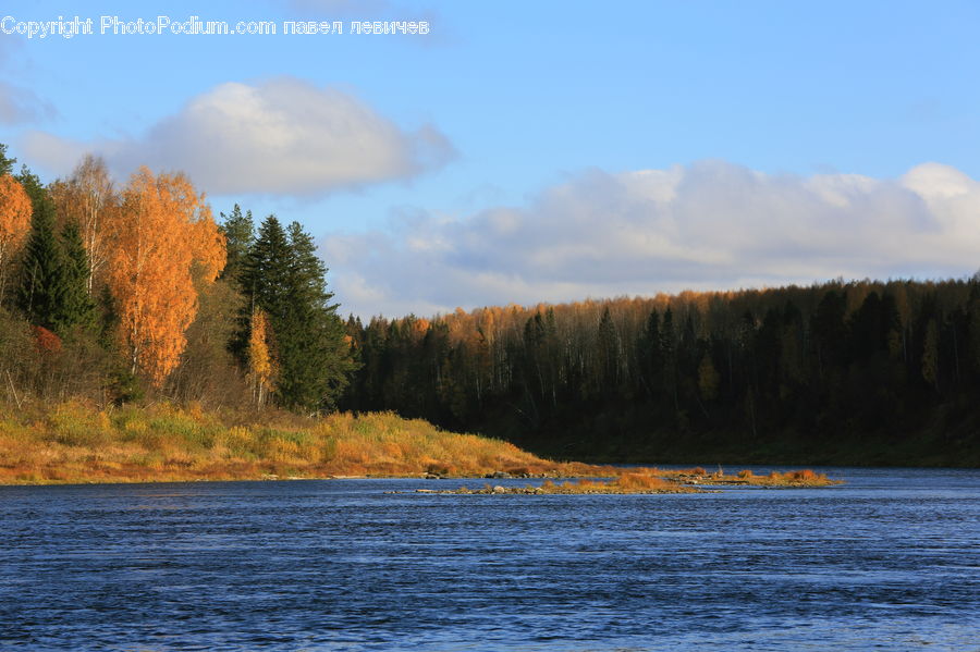 Conifer, Fir, Plant, Tree, Pine, Spruce, Wood