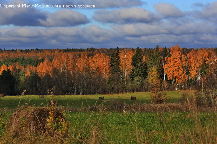 Field, Grass, Grassland, Land, Outdoors, Plant, Conifer