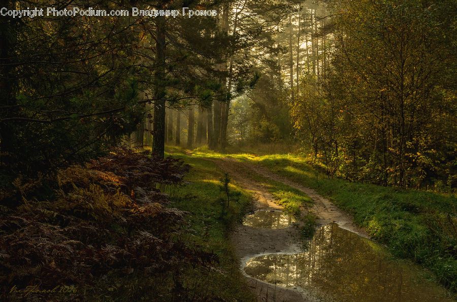 Dirt Road, Gravel, Road, Path, Walkway, Forest, Vegetation