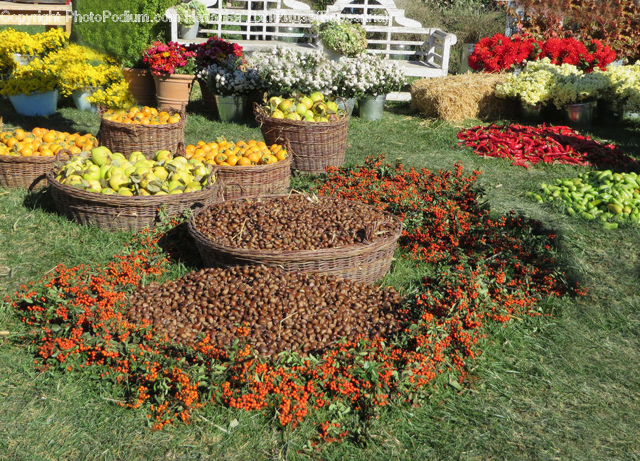 Plant, Potted Plant, Garden, Blossom, Flora, Flower, Bazaar