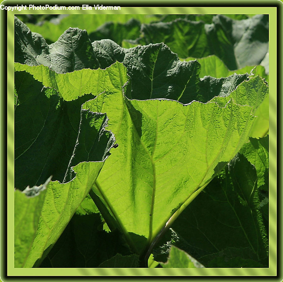 Herbs, Mint, Plant, Vegetation, Fern, Art, Modern Art