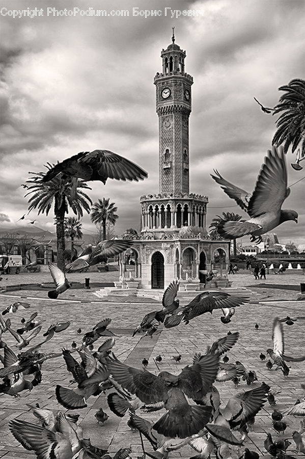 Bird, Pigeon, Architecture, Bell Tower, Clock Tower, Tower, Court