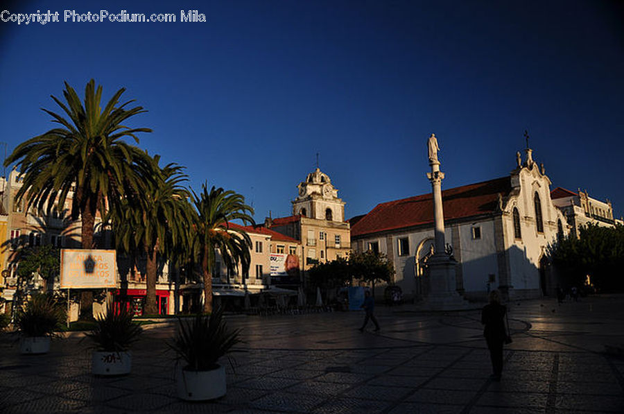 Plant, Potted Plant, Architecture, Downtown, Plaza, Town Square, Town