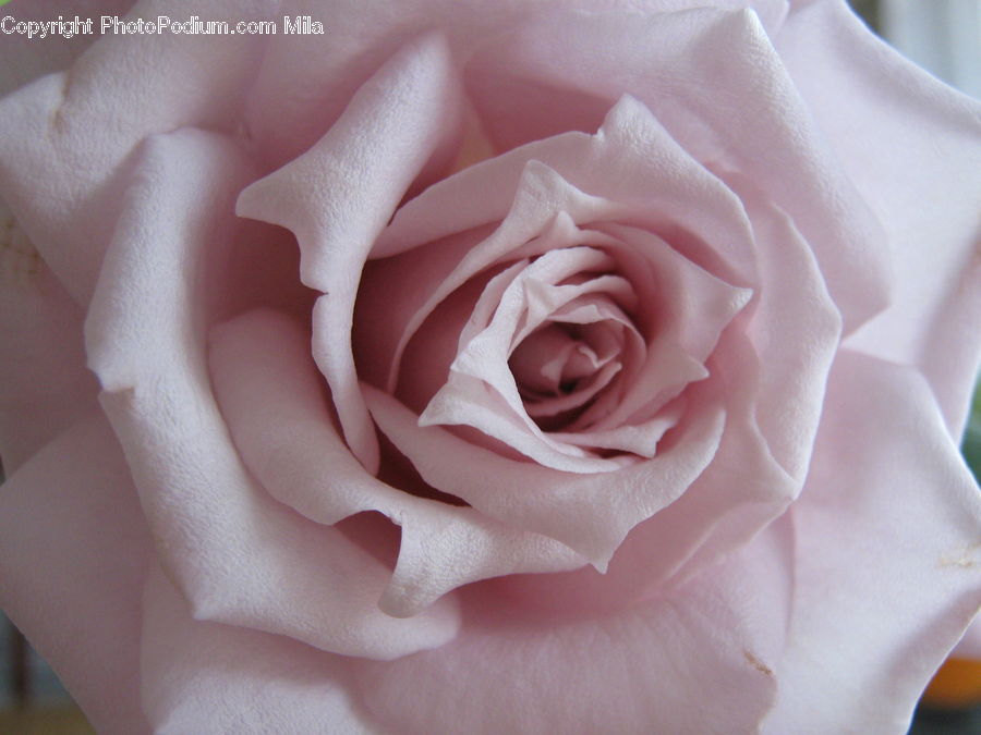 Blossom, Flower, Plant, Rose, Carnation, Flora, Flower Arrangement