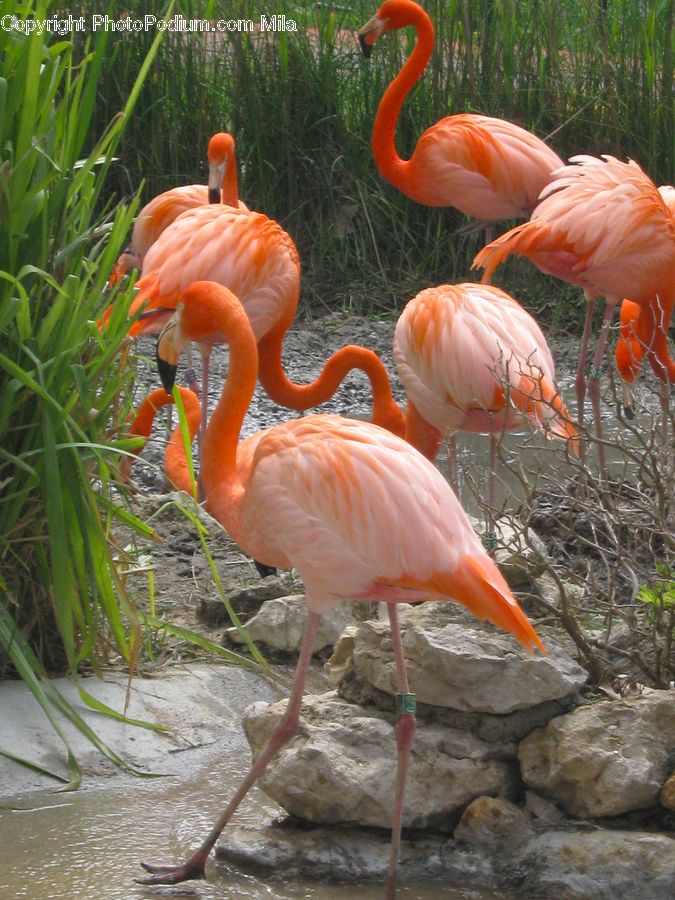 Bird, Flamingo, Flock