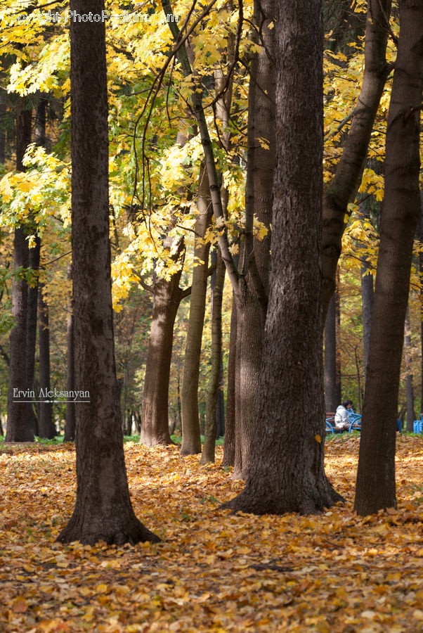 Forest, Grove, Land, Vegetation, Plant, Tree, Oak