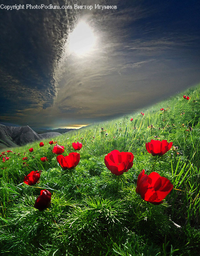 Blossom, Flora, Flower, Plant, Poppy, Tulip, Landscape
