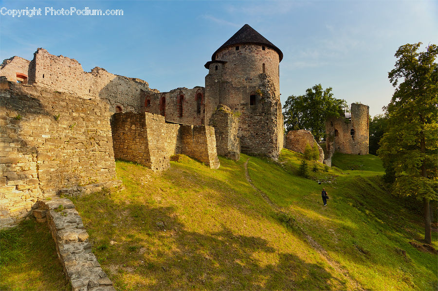 Architecture, Castle, Fort, Ruins, Oak, Sycamore, Tree