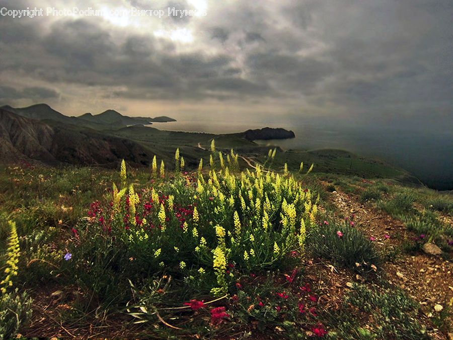 Flora, Flower, Plant, Treasure Flower, Potted Plant, Blossom, Field