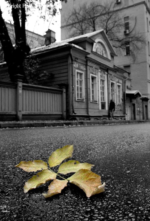 Asphalt, Tarmac, Ivy, Plant, Vine, Blossom, Daffodil